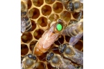 Rainhas Apis Melfera Melfera Encomendas de 26 a 50 Unidades  (<font color="red"> STOCK ESGOTADO!!!</font>- SEM DISPONIBILIDADE DE ENTREGA)